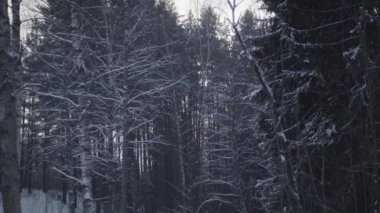 Güneşli bir günde, dalları karla kaplı Kış Çam Ormanı Noel Ağaçları.