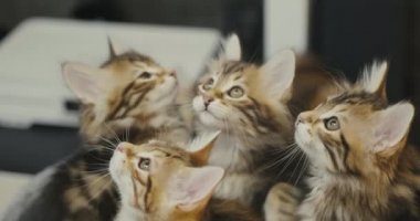 Küçük kediler ipin ucunda bir oyuncakla oynarlar. Şirin kedicikler yün oyuncak yakalıyor.