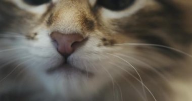 Bir kedinin burnuna ve gözlerine yakın çekim. Kedi pençesiyle kameraya saldırıyor..