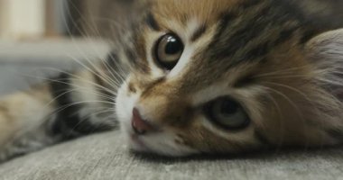 Bir kedinin burnuna ve gözlerine yakın çekim. Kedi suratının yakın çekimi. Uykucu kedi.