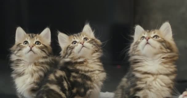 Little kittens follow the toy on the rope. Cute kittens are looking around. — Stock Video