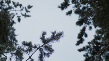 Güneşli bir günde, dalları karla kaplı Kış Çam Ormanı Noel Ağaçları.