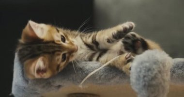 İpli bir oyuncakla küçük kedi yavrusu oyunu. Şirin kedicikler yün oyuncak yakalıyor.