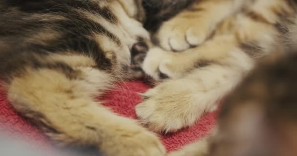 Little kittens sleep comfortably together hugged and curled up. Cat fall asleep — Stock Video