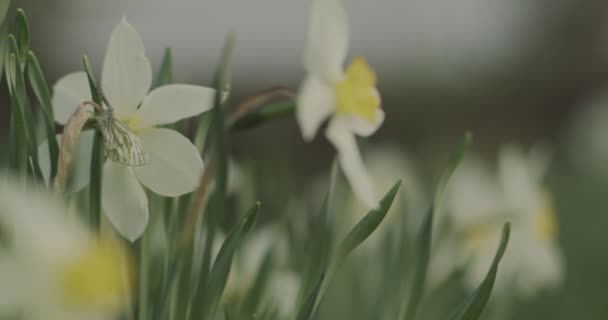 Tipos de narciso floreciendo en la primavera. — Vídeos de Stock