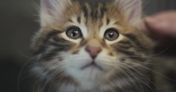 Close-up of nose and eyes of a kitten. The cat attacks the camera with its paw. — Stock Video