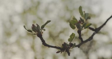 İlkbaharda gün ışığında açan elma tomurcuklarının yakın çekimi