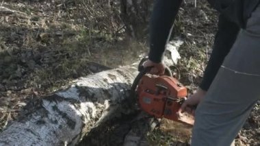 Güneşli bir günde testereyle bir huş ağacının gövdesini ikiye böldü..