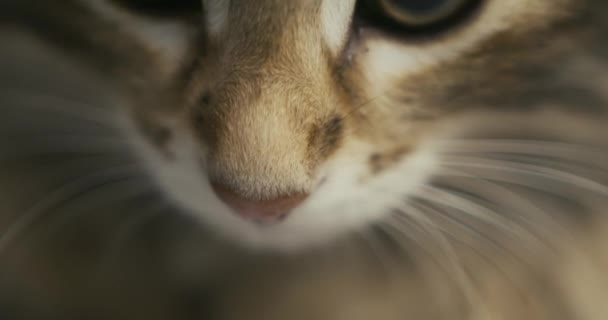 Bir kedinin burnuna ve gözlerine yakın çekim. Kedi pençesiyle kameraya saldırıyor.. Stok Video