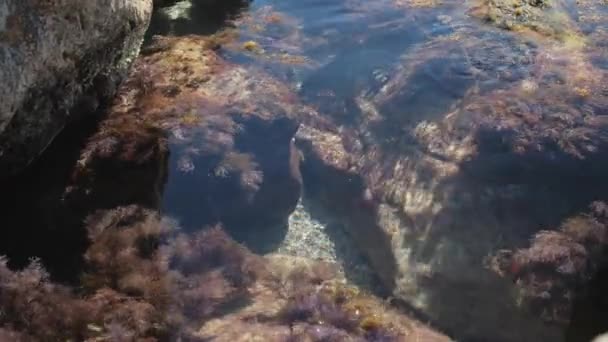Скеля і риф покриті мохом і водоростями, промитими хвилями піни в морі або океані — стокове відео