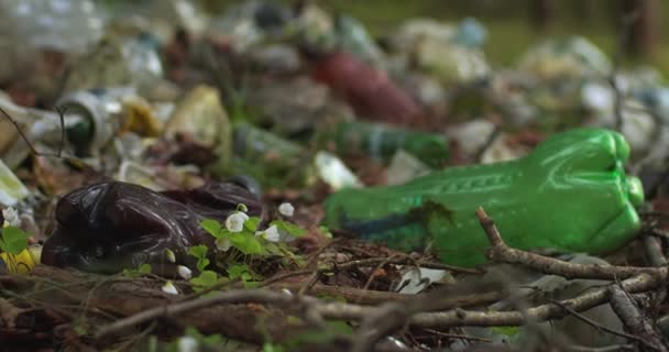 Anemone flowers grow in the forest among the plastic waste. Nature returns its — Stock Video