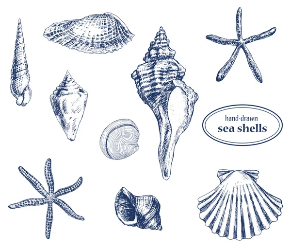 Sea shells — Stock Vector