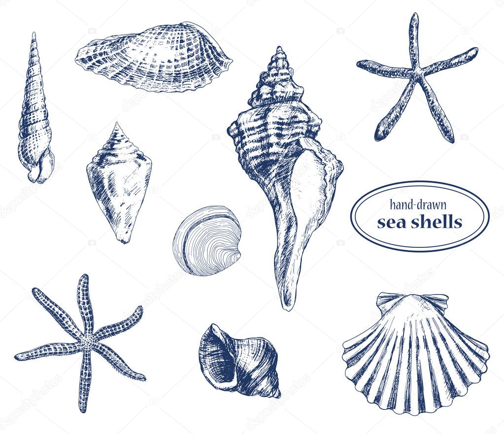 Sea shells