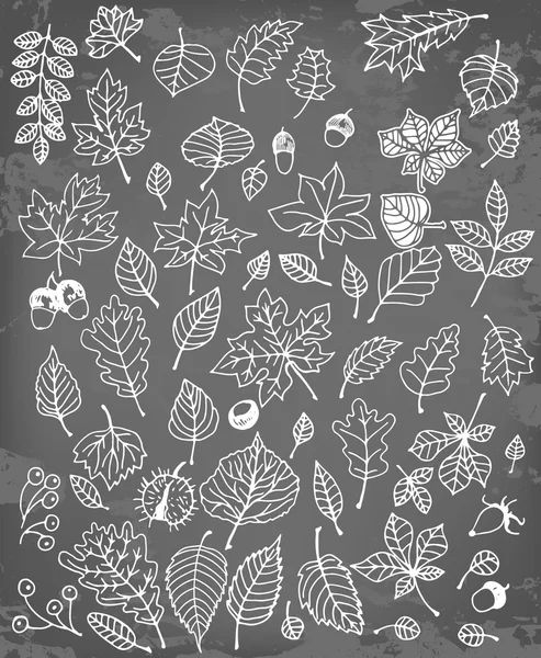 Colección de hojas — Archivo Imágenes Vectoriales