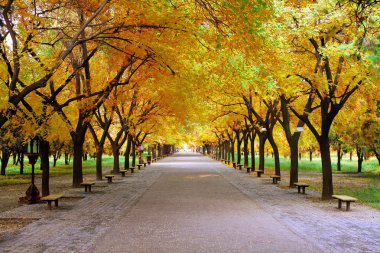 kimse sonbaharın sessiz yoluyla Park peyzaj