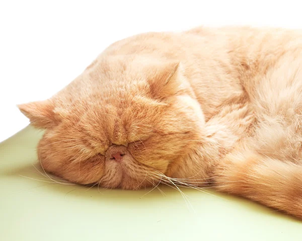 Sleepy cat lying on warm machine unwilling to open its eyes — Stock Photo, Image