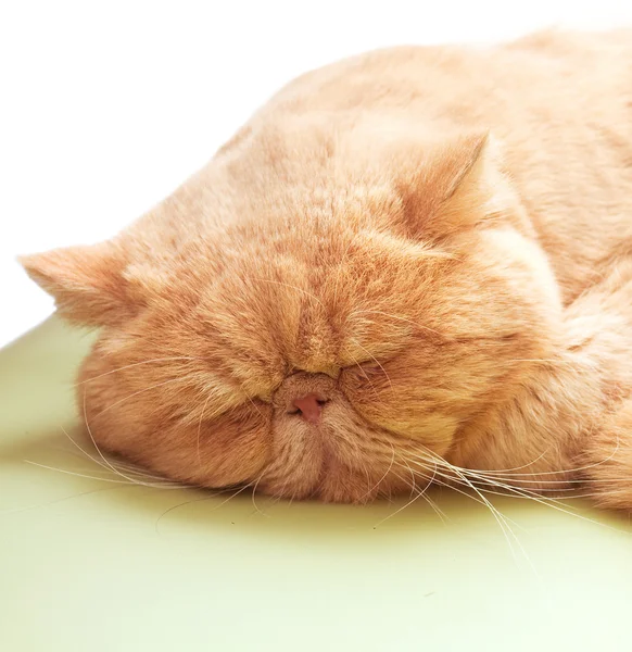 Schläfrige Katze liegt auf warmer Maschine und will ihre Augen nicht öffnen — Stockfoto
