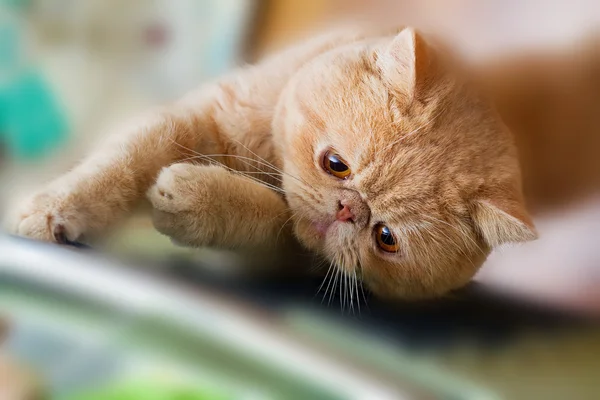 Cute British CPA cat scratching chair — Stock Photo, Image