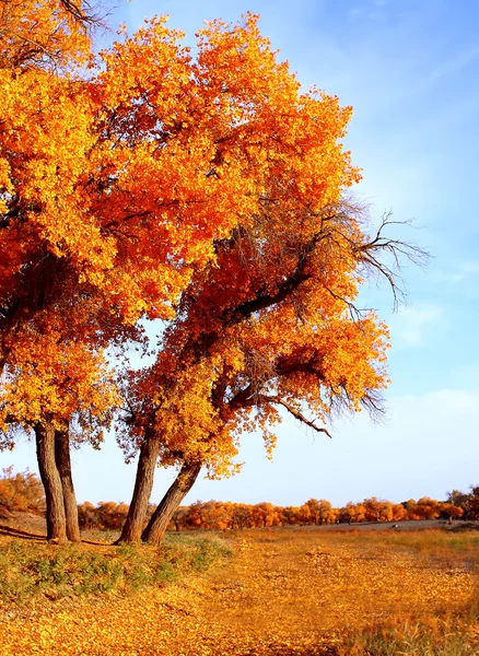 Paisagem foto de golen caído folhas e árvores — Fotografia de Stock