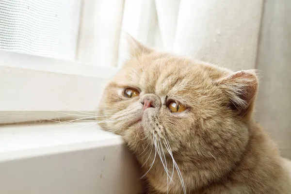 Cpa Katze schaut aus einem Fenster — Stockfoto