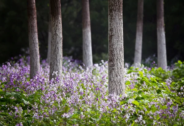 Photo de paysage de la forêt au printemps — Photo