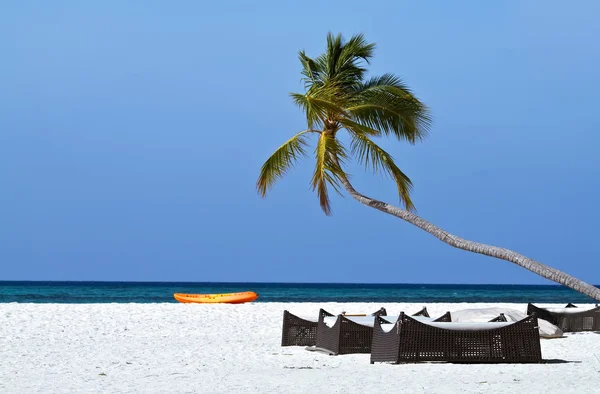 Hindistan cevizi ağaçları ve mavi gökyüzü ile plaj kanepeler — Stok fotoğraf