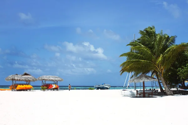 Кокосові дерева і пляжні кушетки з блакитним небом — стокове фото