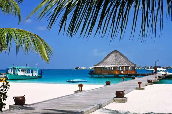 Coconut trees and beach couches with blue sky — Stock Photo, Image