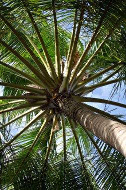 bulunan bir tropikal Hindistan cevizi hurma ağacı çeşitli ayrıntı yukarıya kapatmak