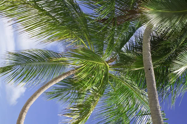 Detalle de cerca de una variedad de palmera de coco tropical que se encuentra en — Foto de Stock