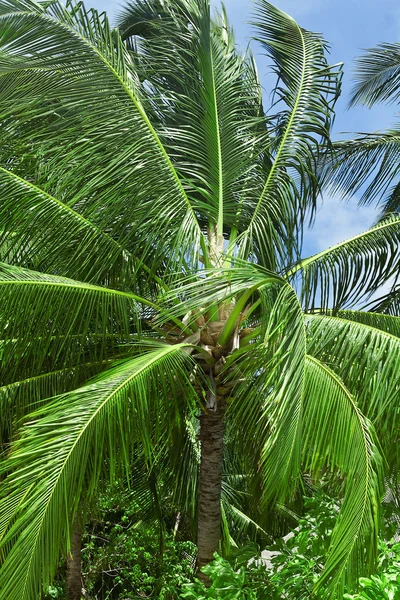 Close up detail of a tropical coconut palm tree variety found in Stock Photo