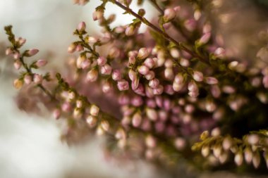 Sunum için yumuşak arkaplan. Taşlar ve küçük pembe çiçek tomurcukları. Makro fotoğrafçılık. Şık görünüş, düzen, kişilik. Seçici odaklanma. Pankart, metin için bir yer. 