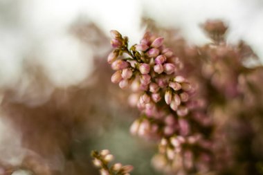 Sunum için yumuşak arkaplan. Taşlar ve küçük pembe çiçek tomurcukları. Makro fotoğrafçılık. Şık görünüş, düzen, kişilik. Seçici odaklanma. Pankart, metin için bir yer. 