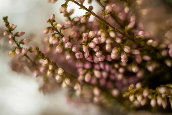 Який Фон Презентації Камені Маленькі Рожеві Квіткові Бруньки Макрозйомка Стильний — стокове фото