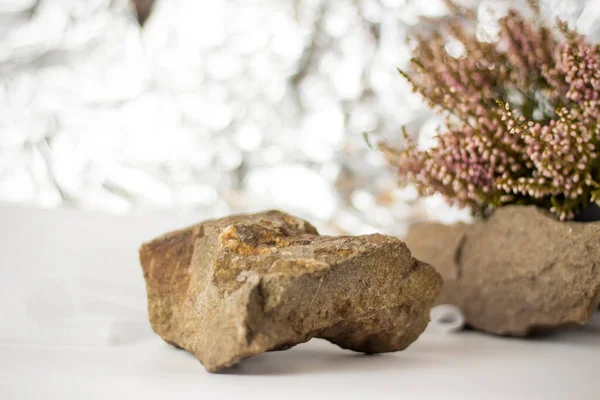 Sunum Için Nazik Bir Arkaplan Taşlar Küçük Pembe Çiçek Tomurcukları — Stok fotoğraf