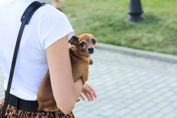 Una Pequeña Raza Perro Manos Una Joven Terrier Juguete Paseo — Foto de Stock