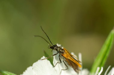 Bulanık bir arkaplanda, beyaz çiçekteki kanatlı böcek. 