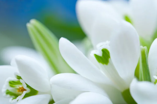 Background of macro snowdrop flowers