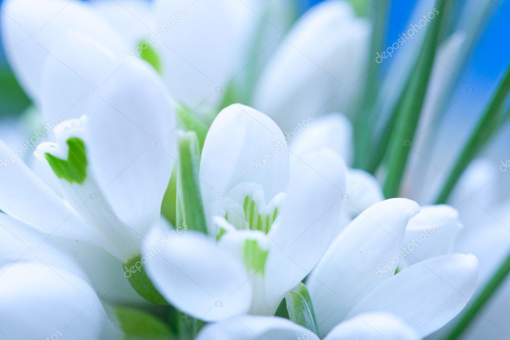 depositphotos_18713653-stock-photo-background-of-macro-snowdrop-flowers.jpg