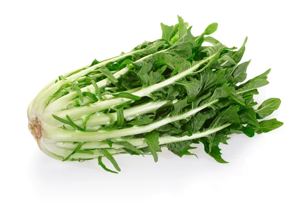 Chicorée oder catalogna, italienischer Salat — Stockfoto