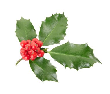 Holly dal, Noel dekorasyon