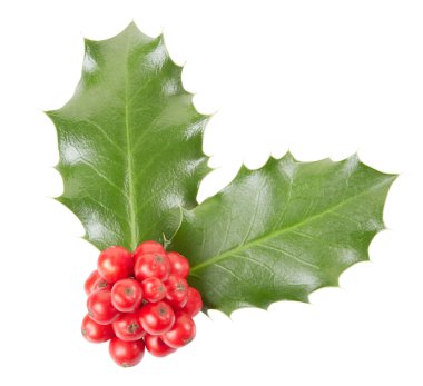 Holly.