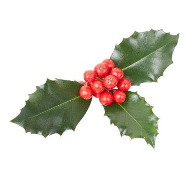 Holly, Noel dekorasyon