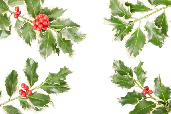 Holly border on white — Stock Photo, Image