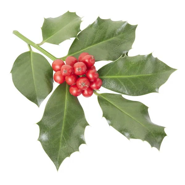 Holly větvička, Vánoční dekorace — Stock fotografie