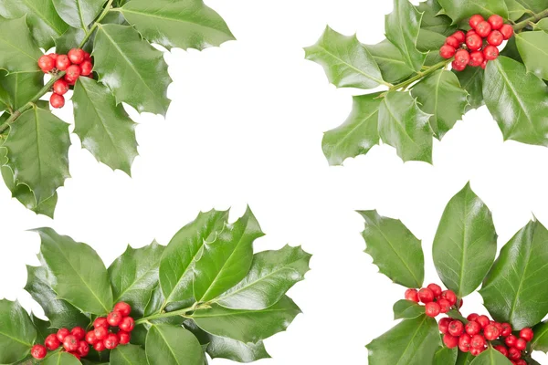 Holly border, Christmas decoration — Stock Photo, Image