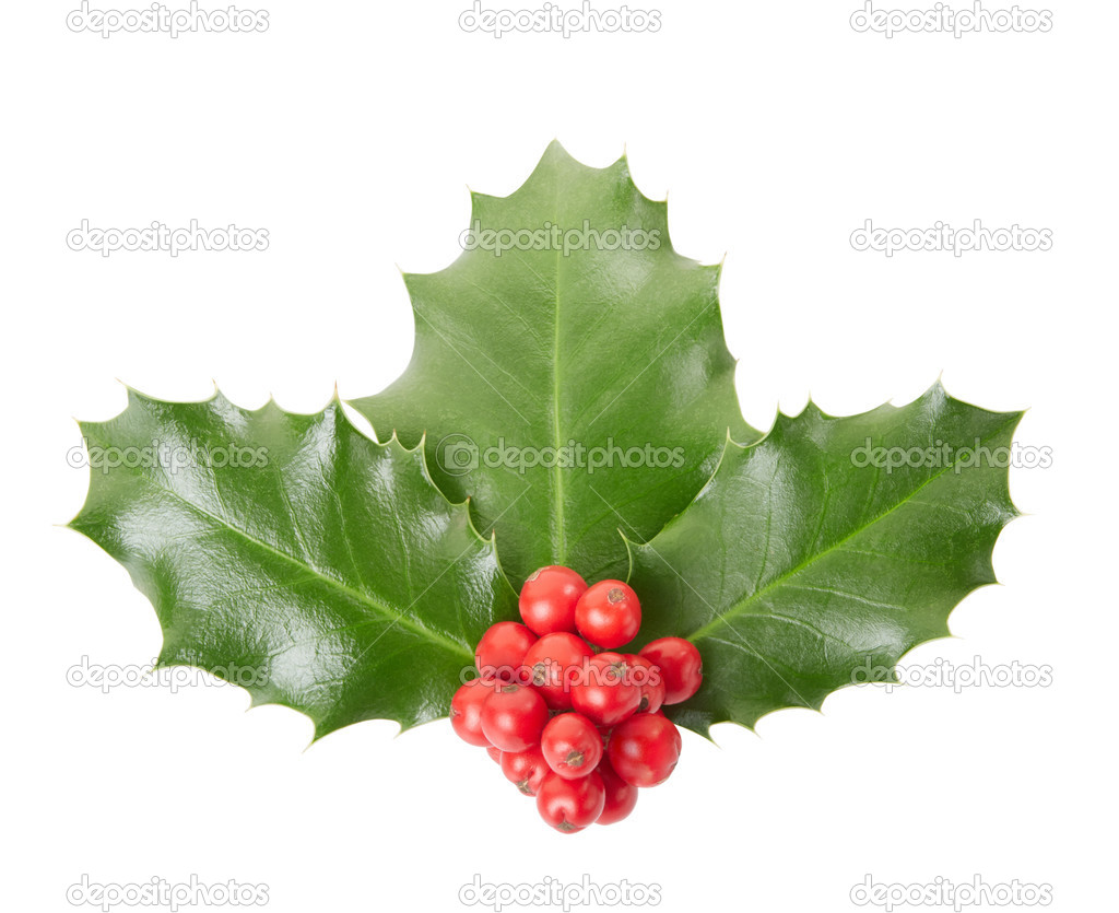 Holly on white