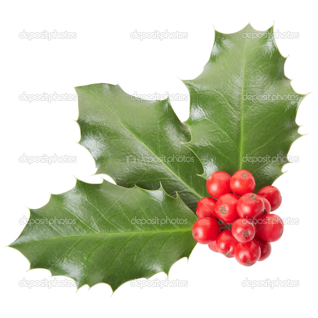 Holly on white