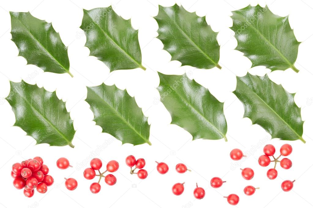 Holly leaves and berries collection