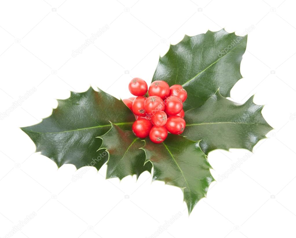 Holly, Christmas decoration